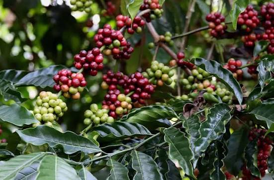 Coffee estate in Chikmagaluru